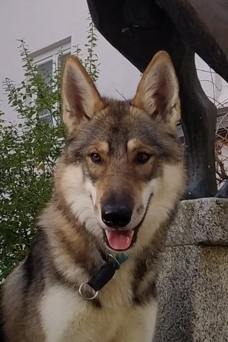 "Yakari"  Lone Tamaskan Arkham Bruce Wayne, a Siberian Husky and Alaskan Malamute mix tested with EmbarkVet.com