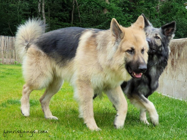 IROH, a German Shepherd Dog tested with EmbarkVet.com