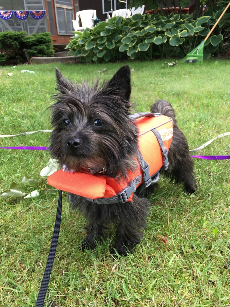 Francie, a Cairn Terrier and Yorkshire Terrier mix tested with EmbarkVet.com