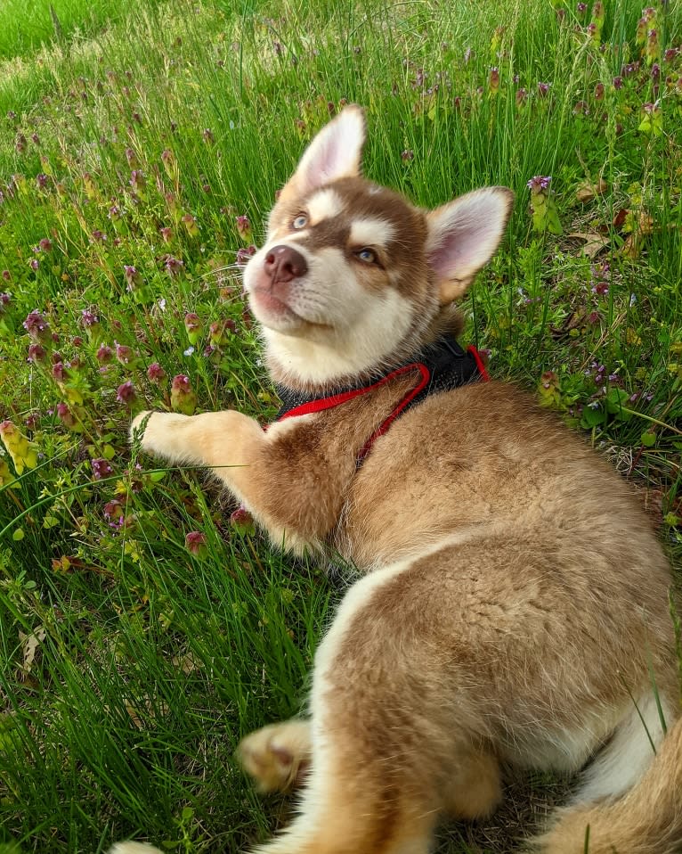 Gambit, a Siberian Husky and Australian Shepherd mix tested with EmbarkVet.com