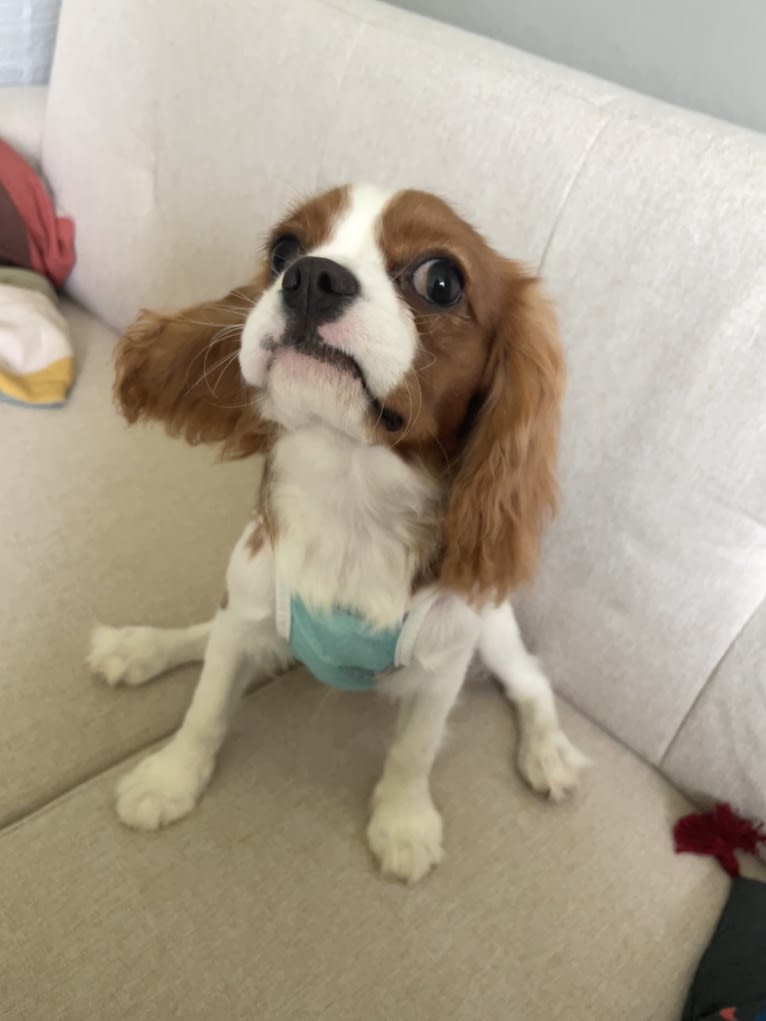 Lucky, a Cavalier King Charles Spaniel tested with EmbarkVet.com