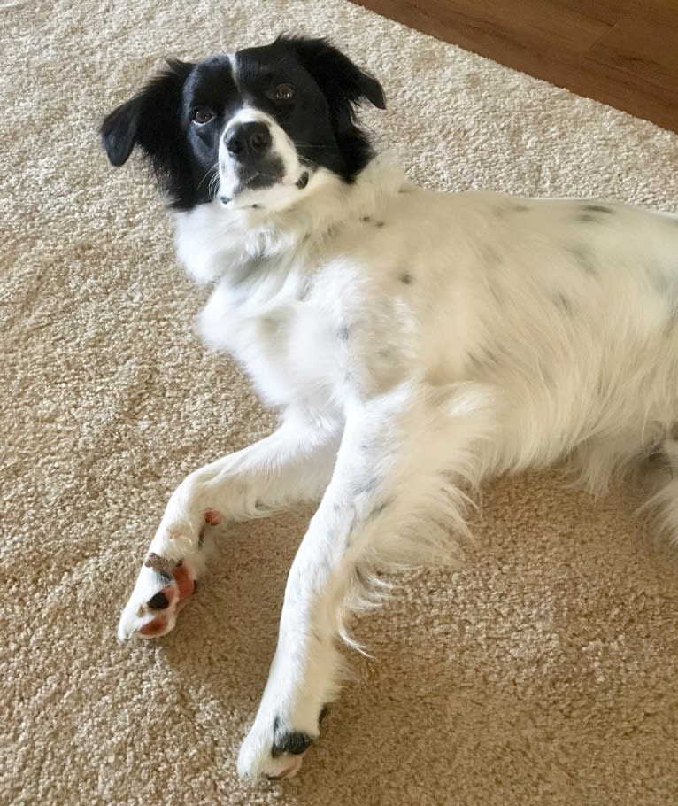 Oliver, a Border Collie and Australian Shepherd mix tested with EmbarkVet.com