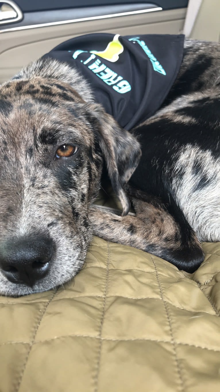 Daisy, a Labrador Retriever and Australian Shepherd mix tested with EmbarkVet.com