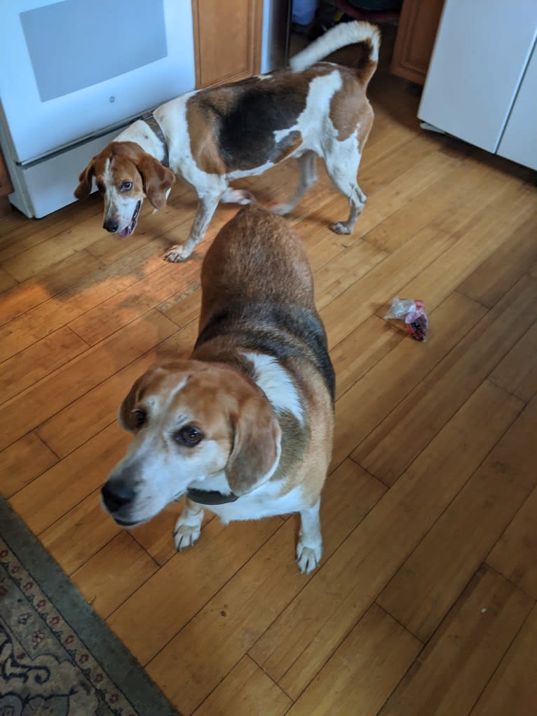 Brie, an American Foxhound tested with EmbarkVet.com