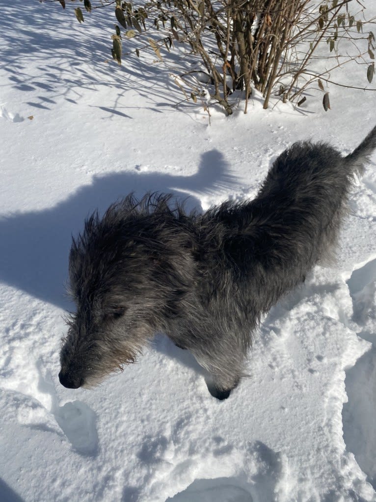 Ava, an Irish Wolfhound tested with EmbarkVet.com