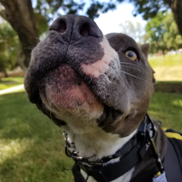 MaSiWei, an American Bully tested with EmbarkVet.com
