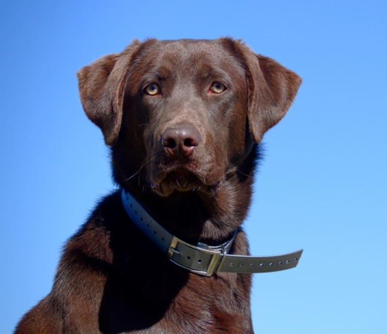 Recon, a Labrador Retriever tested with EmbarkVet.com