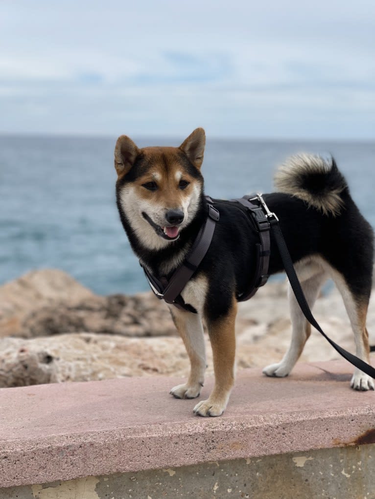 Arthur, a Shiba Inu tested with EmbarkVet.com