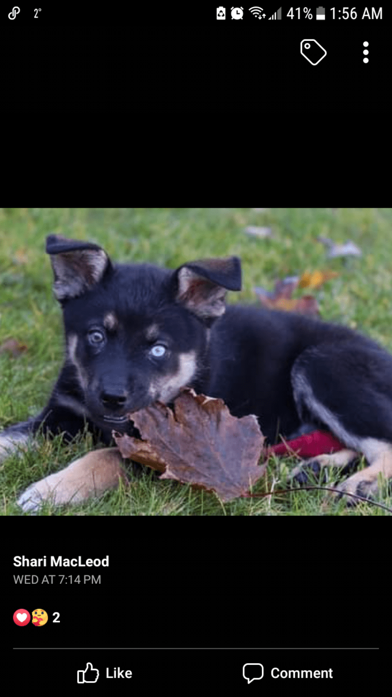 Ringo Starr, a Siberian Husky and Alaskan Malamute mix tested with EmbarkVet.com