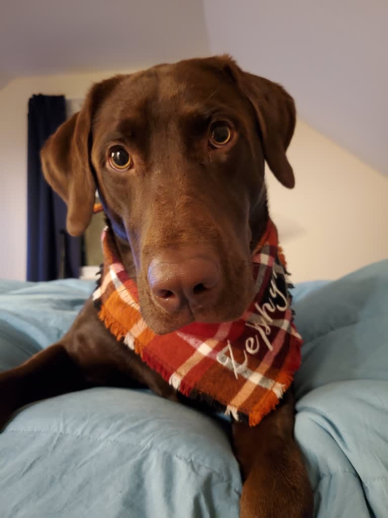 Zephyr, a Labrador Retriever tested with EmbarkVet.com