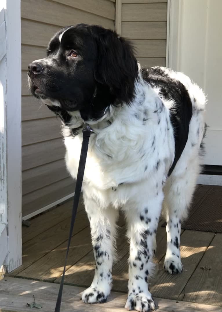 Huey, a Newfoundland tested with EmbarkVet.com