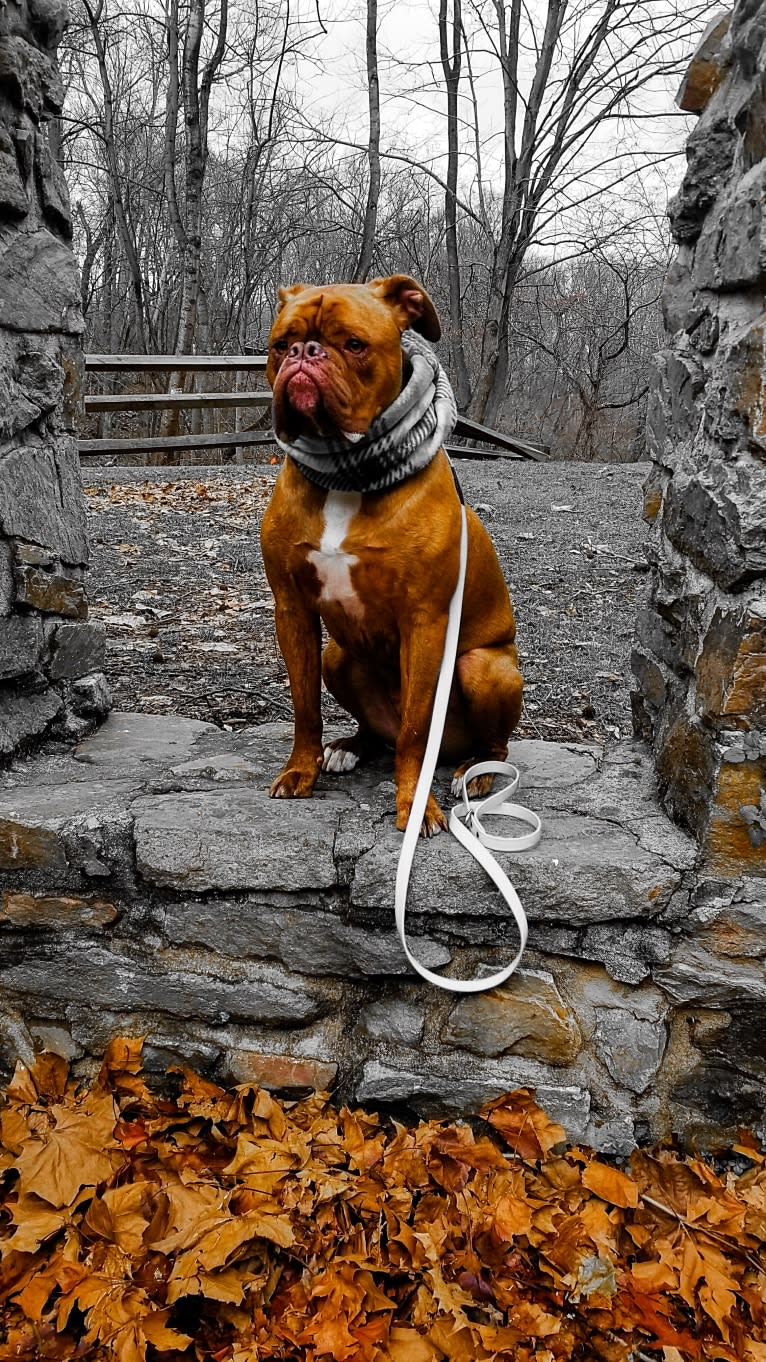 Butters, an American Bulldog and Dogue de Bordeaux mix tested with EmbarkVet.com