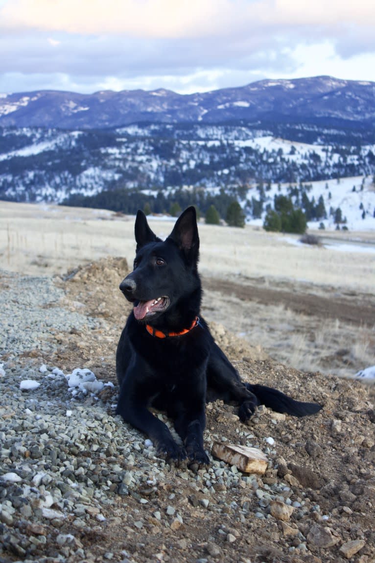 Balto, a German Shepherd Dog tested with EmbarkVet.com