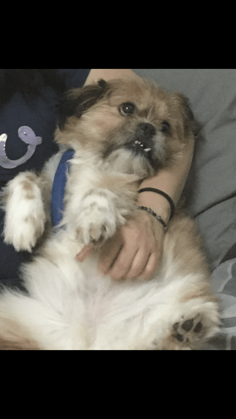 Chestnut, a Shih Tzu and Pomeranian mix tested with EmbarkVet.com