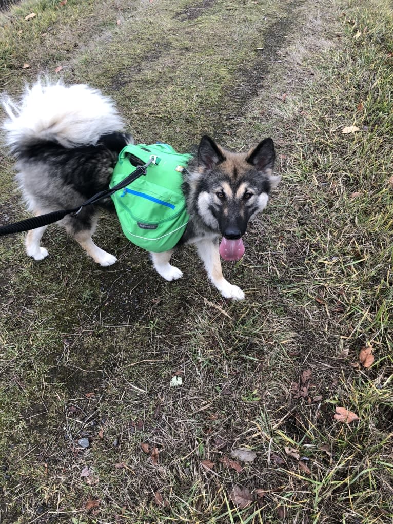 Miska, an Alaskan Malamute and German Shepherd Dog mix tested with EmbarkVet.com