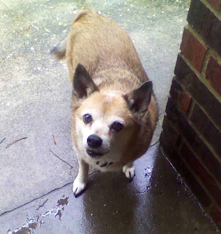 Lassie, a Pomeranian and Rat Terrier mix tested with EmbarkVet.com