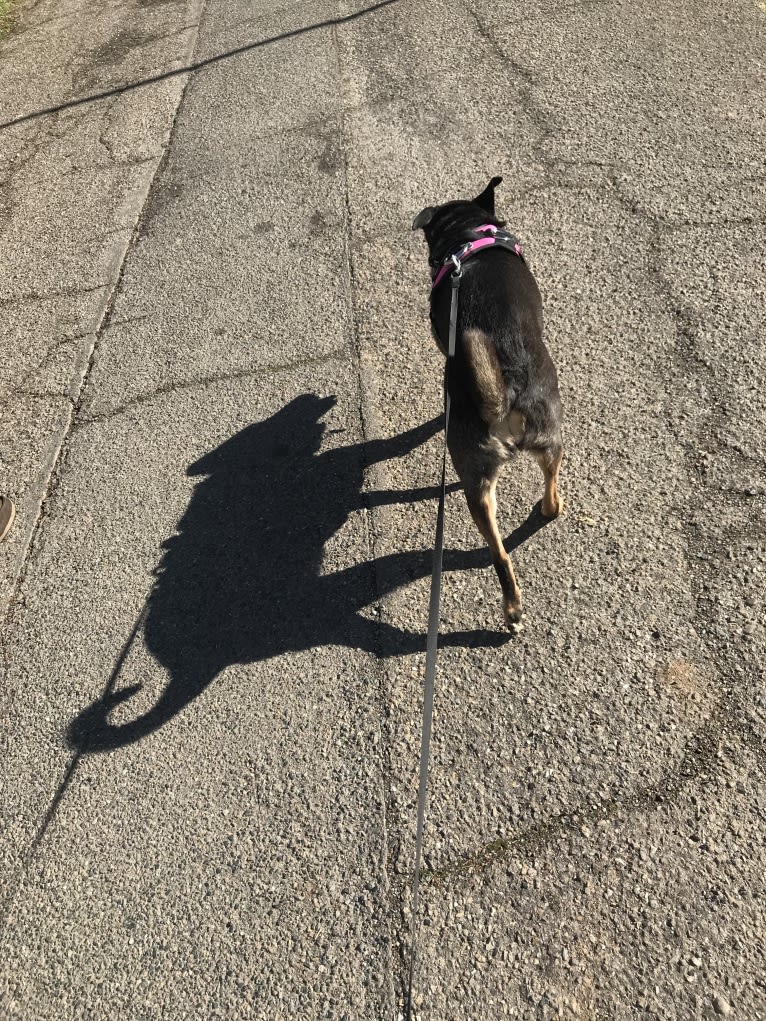 LOLA, an Australian Shepherd and Australian Cattle Dog mix tested with EmbarkVet.com