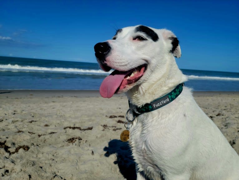 Buster, an American Bully and American Pit Bull Terrier mix tested with EmbarkVet.com