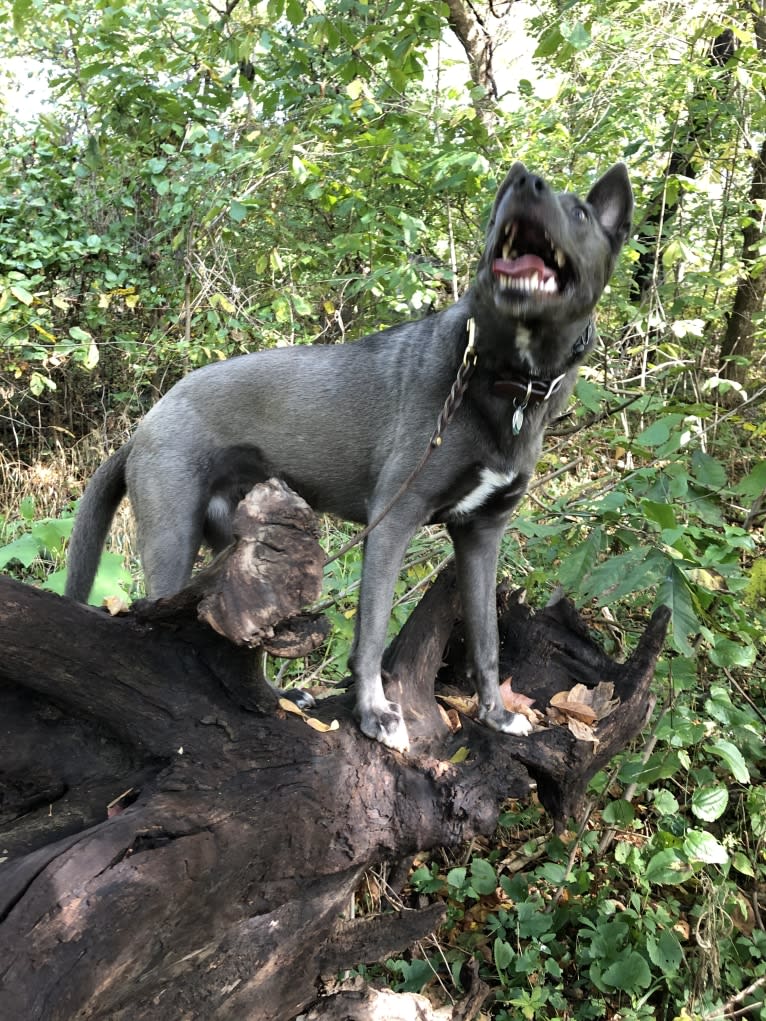 Olive, a German Shepherd Dog and Siberian Husky mix tested with EmbarkVet.com