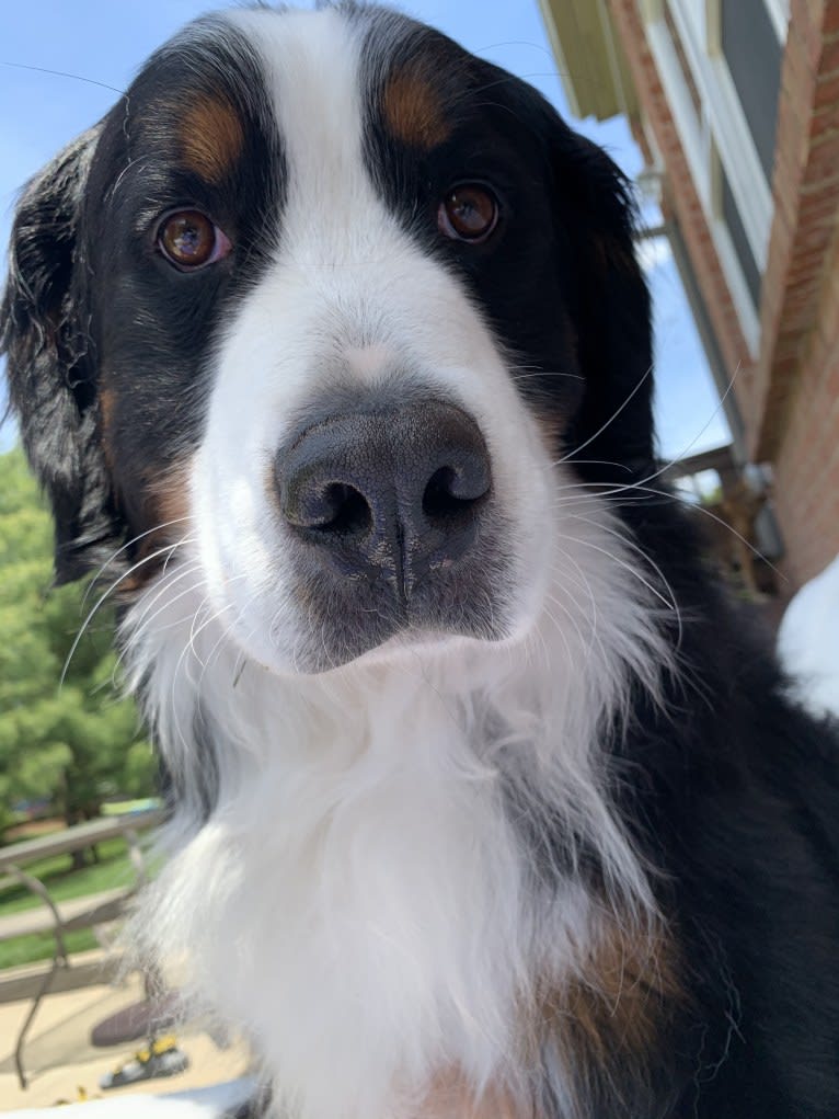 Orbit, a Bernese Mountain Dog tested with EmbarkVet.com