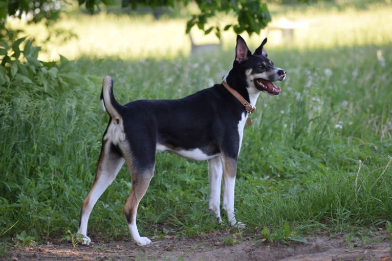 Loki, an American Pit Bull Terrier and Alaskan Malamute mix tested with EmbarkVet.com