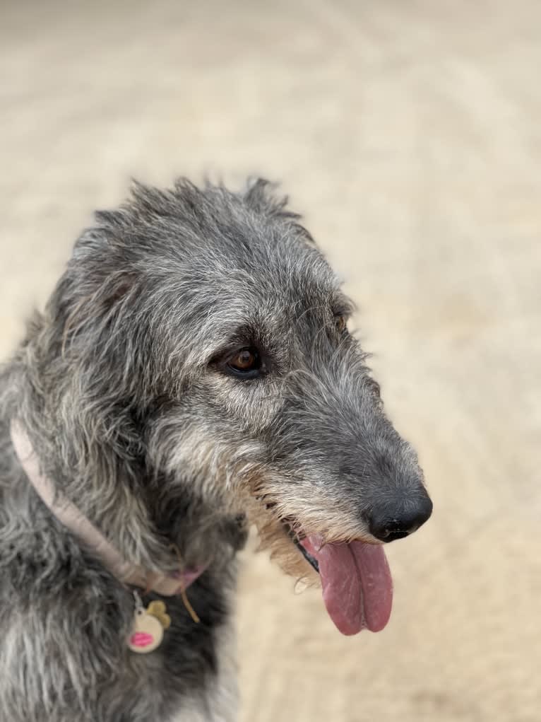 Medb, an Irish Wolfhound tested with EmbarkVet.com