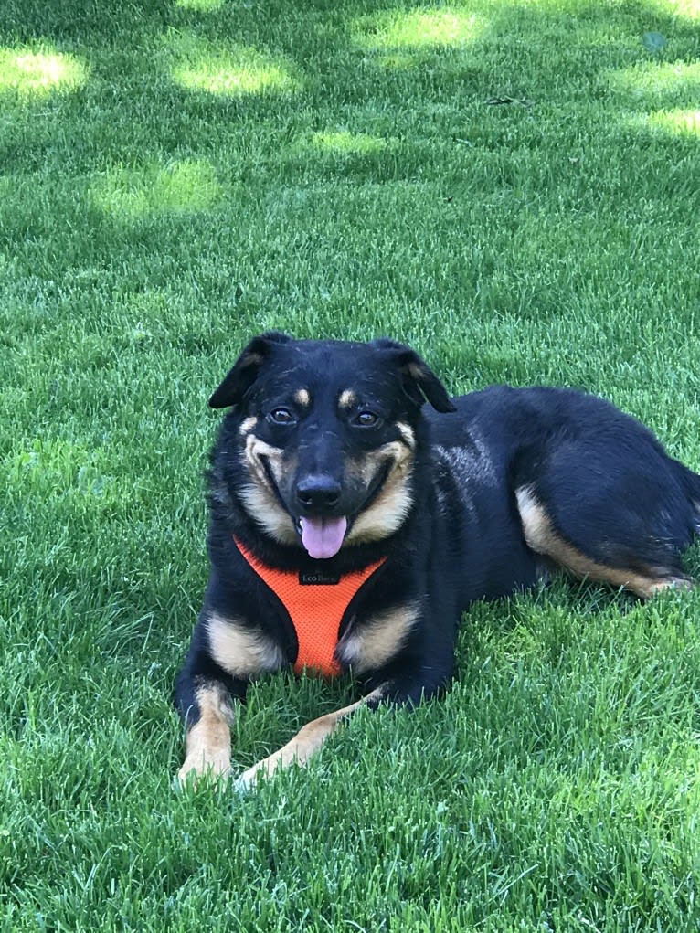 Rayson, an Australian Cattle Dog and Labrador Retriever mix tested with EmbarkVet.com