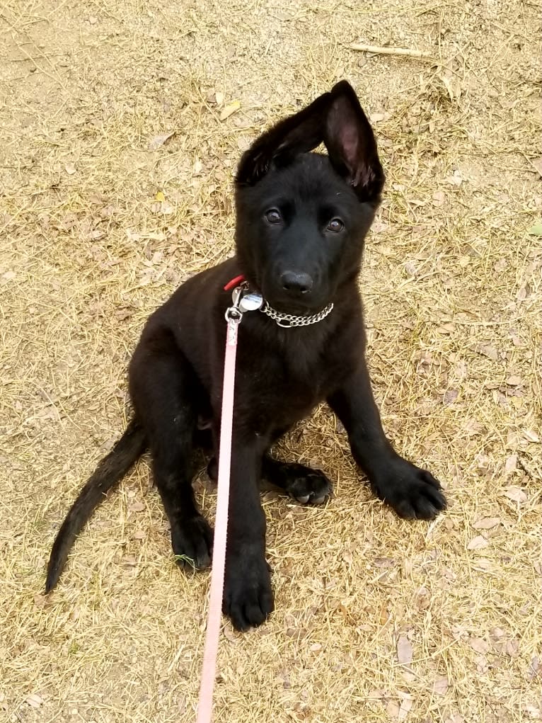 Ruby, a German Shepherd Dog tested with EmbarkVet.com