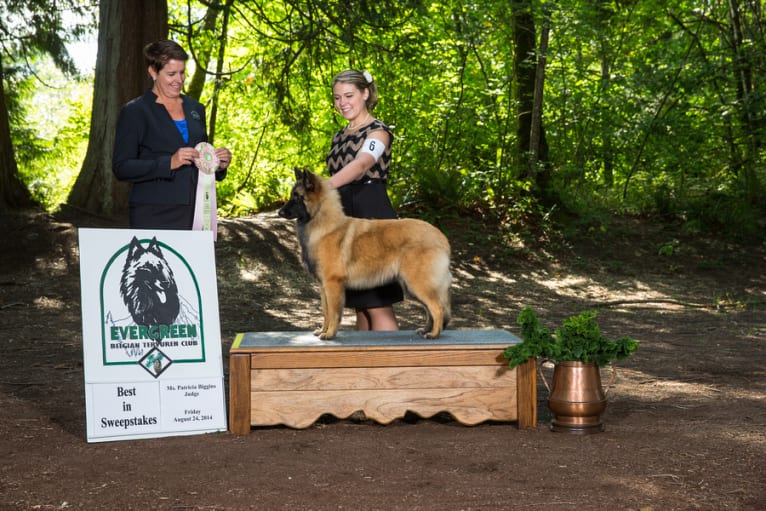 Tuarie, a Belgian Shepherd tested with EmbarkVet.com