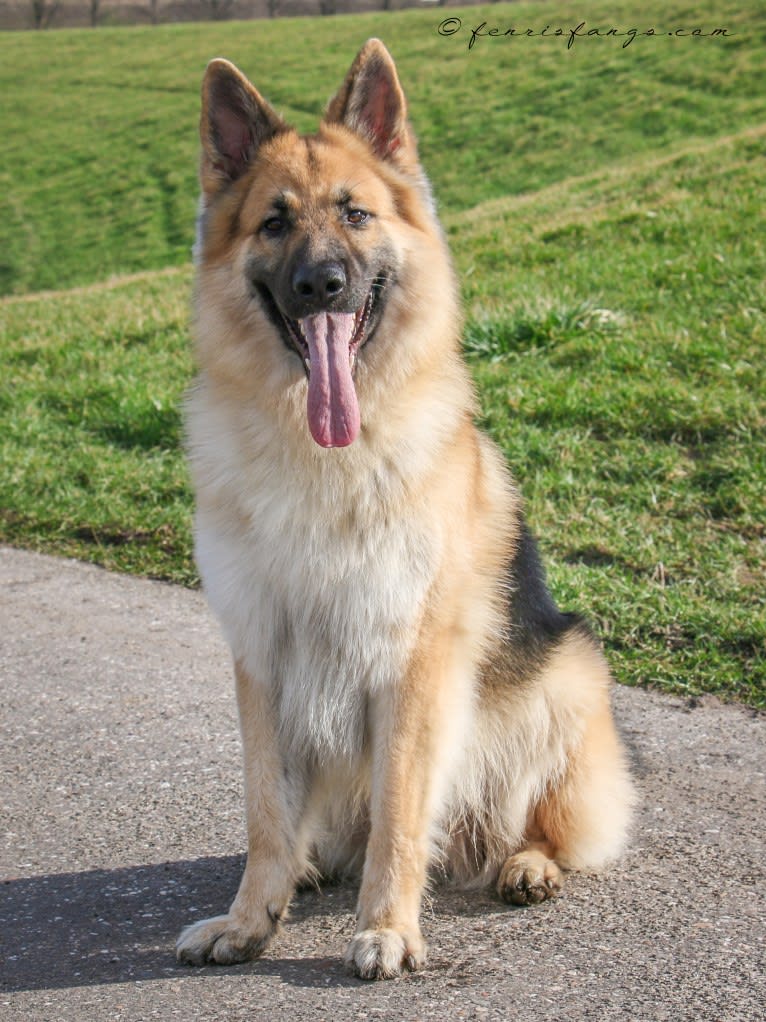 IROH, a German Shepherd Dog tested with EmbarkVet.com