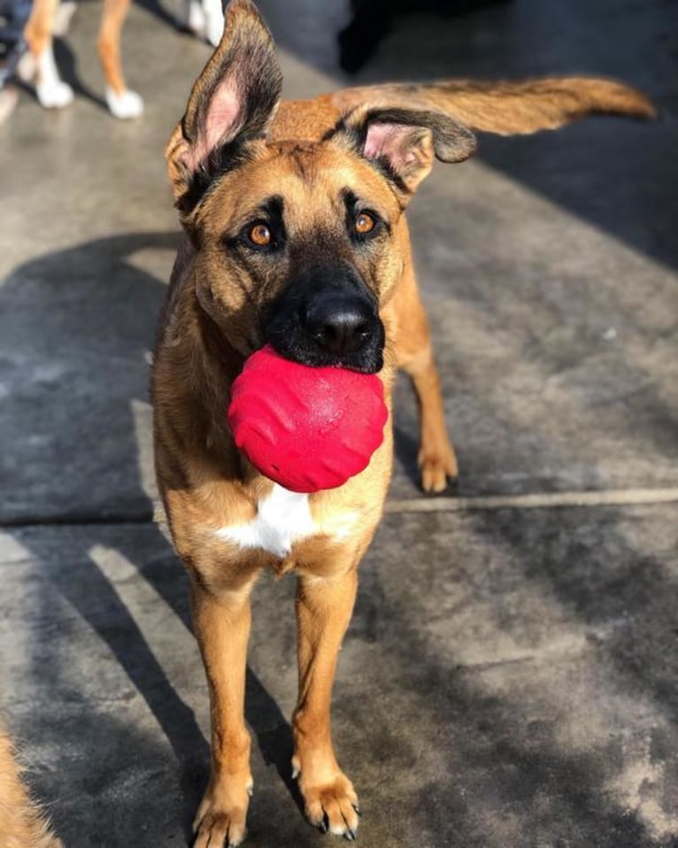 Elsa, a German Shepherd Dog and Boxer mix tested with EmbarkVet.com