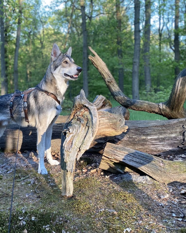 Kasper (Mountain Dew Phillip), a Saarloos Wolfdog tested with EmbarkVet.com