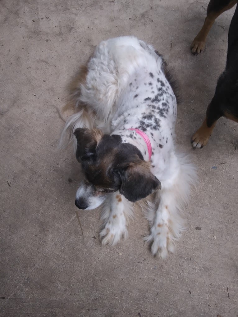 Mogwai, a Cocker Spaniel and Dachshund mix tested with EmbarkVet.com