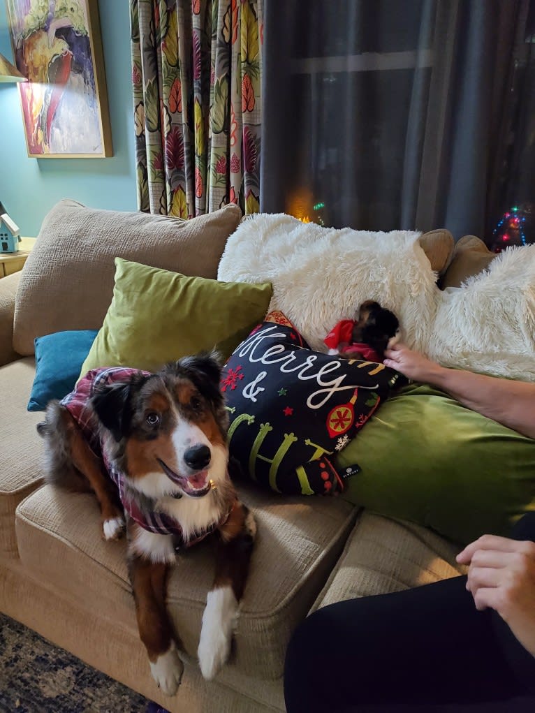 Remi, an Australian Shepherd and Border Collie mix tested with EmbarkVet.com