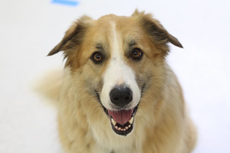 Peaches Jerger, a Border Collie and Great Pyrenees mix tested with EmbarkVet.com