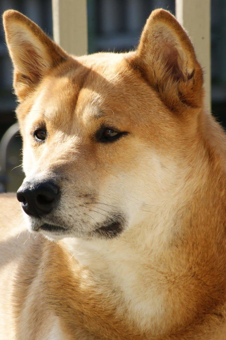 Misiek, a Shiba Inu tested with EmbarkVet.com