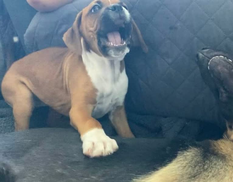 Nayeli "Nellie" Inara, a Boxer (6.5% unresolved) tested with EmbarkVet.com