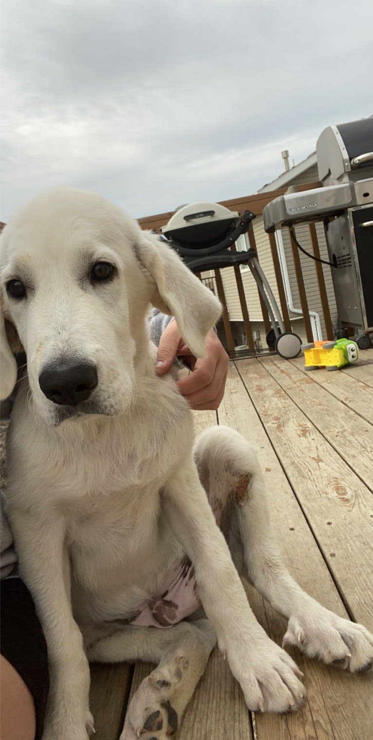 Keebler, a Great Pyrenees and Sarplaninac mix tested with EmbarkVet.com