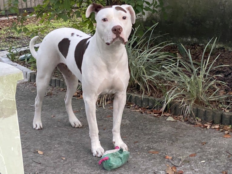 Gambit, an American Pit Bull Terrier and American Staffordshire Terrier mix tested with EmbarkVet.com