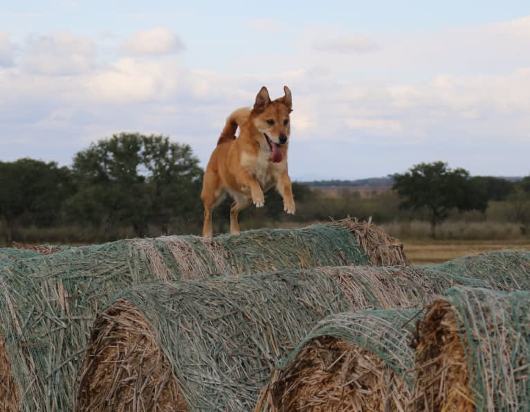 Gatsby, an Australian Shepherd and Chow Chow mix tested with EmbarkVet.com