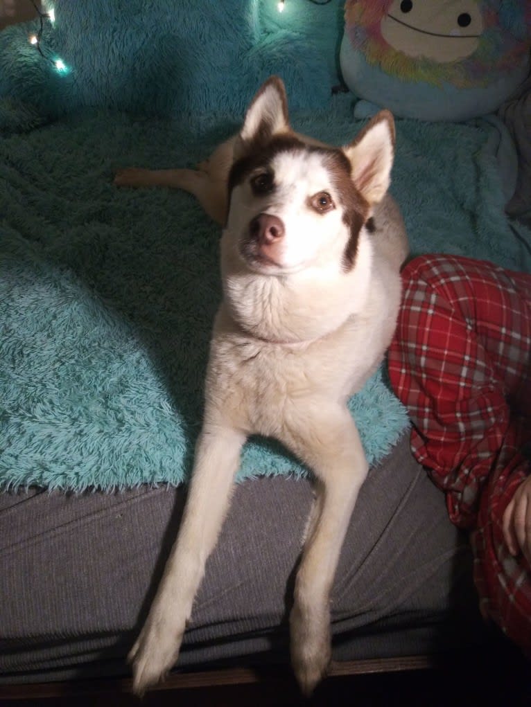 Kyah, a Siberian Husky tested with EmbarkVet.com