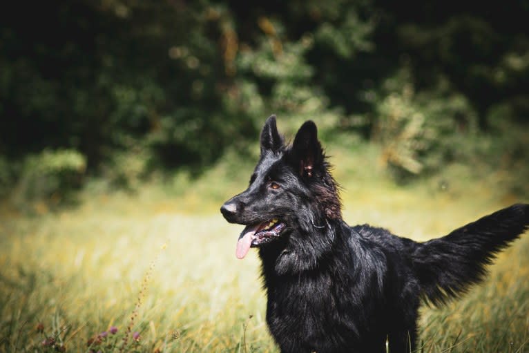 Phenris, a German Shepherd Dog tested with EmbarkVet.com