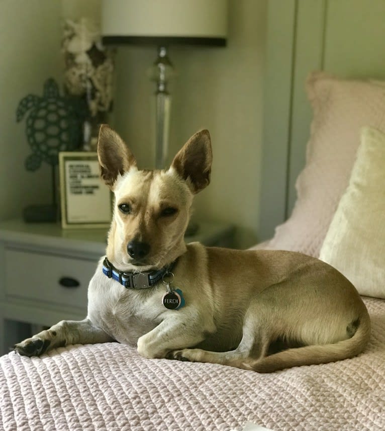 Ferdi, an American Village Dog and Chihuahua mix tested with EmbarkVet.com