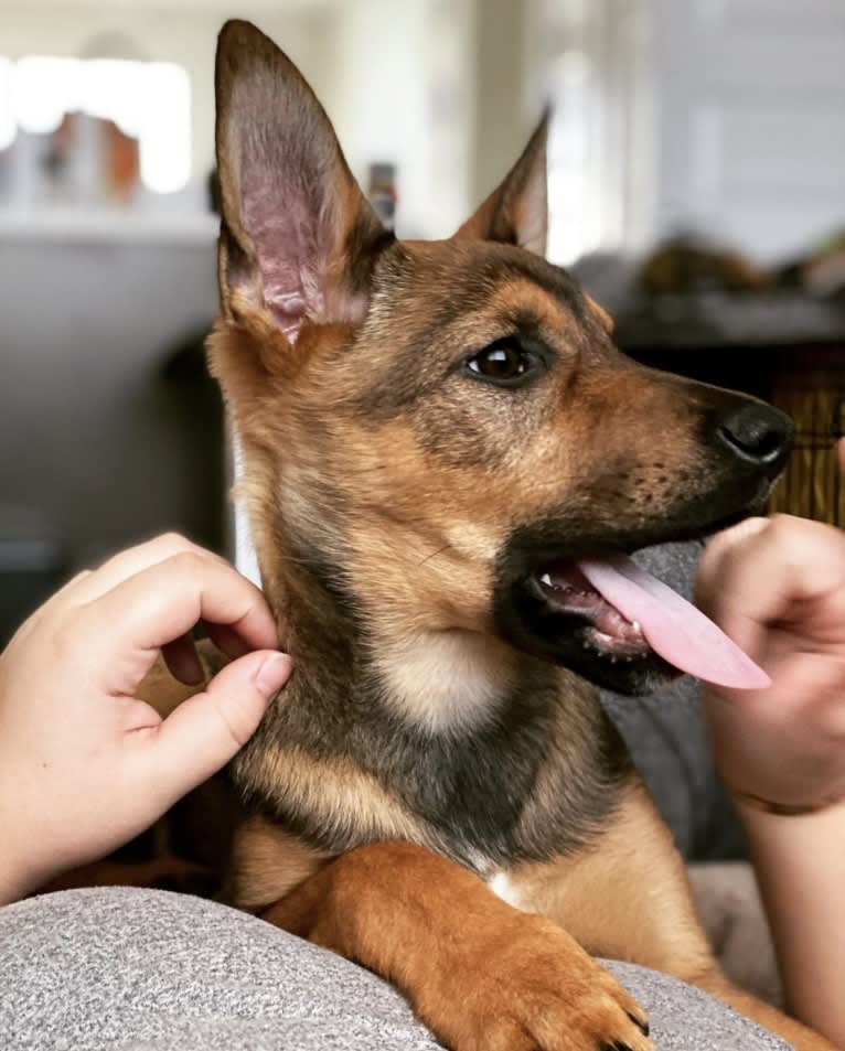 Alemã, a German Shepherd Dog and Australian Cattle Dog mix tested with EmbarkVet.com