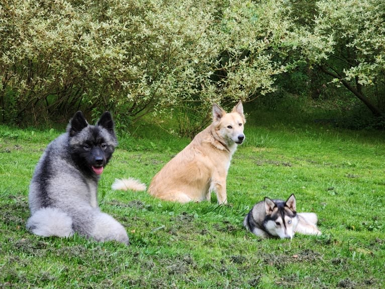Duchess Lilly Puff Brown, a Keeshond tested with EmbarkVet.com