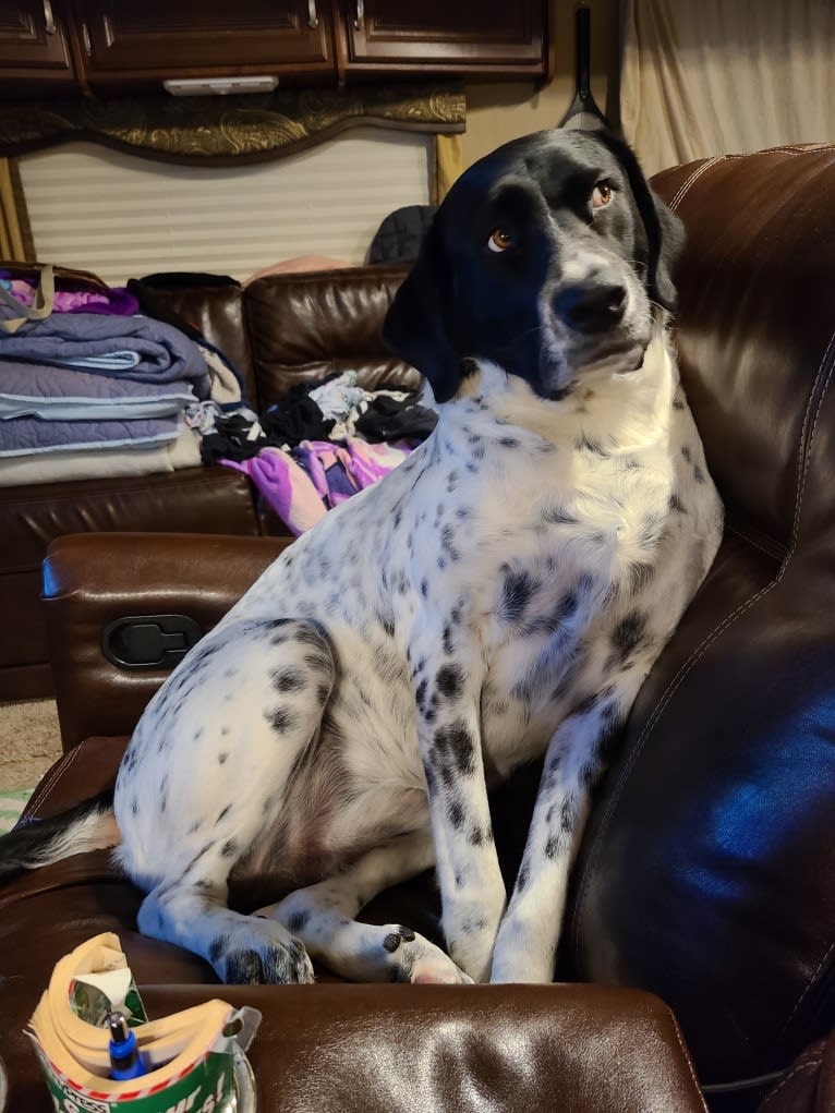 Millie, a Labrador Retriever and Great Pyrenees mix tested with EmbarkVet.com