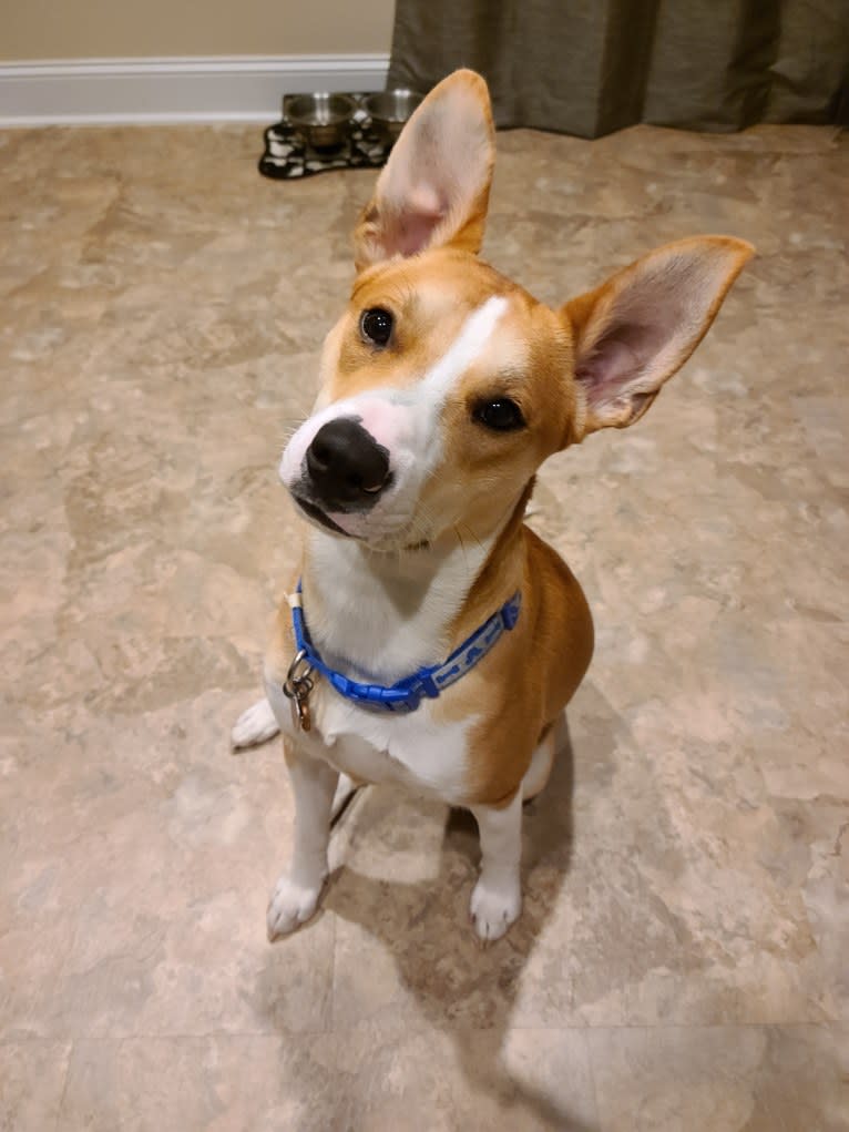 Cid, a Boxer and Australian Cattle Dog mix tested with EmbarkVet.com