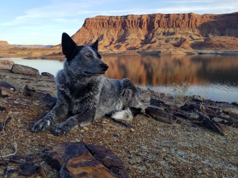 Trace, an Australian Cattle Dog and Koolie mix tested with EmbarkVet.com