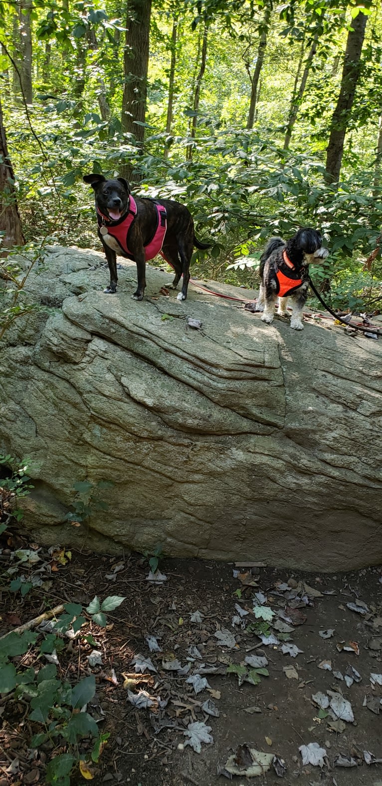 Sassy, a Havapoo tested with EmbarkVet.com