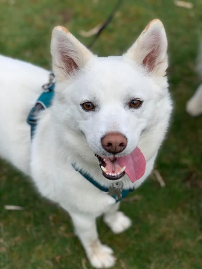 Pearl, a Japanese or Korean Village Dog and Jindo mix tested with EmbarkVet.com